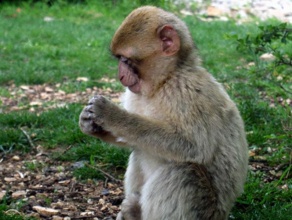 到底是熊還是猴？罕見動物現身雲南，在我國僅數千只