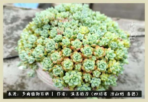 風吹過的夏天,你是仙子落凡間 風吹過的夏天,你是仙子落凡間