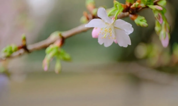 遠方不遠，詩還很長