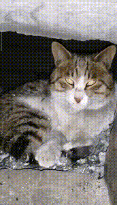 小狗鑽進“灶坑”取暖,不給貓咪留位置,主人拿它沒轍,扯不出來 小狗鑽進“灶坑”取暖,不給貓咪留位置,主人拿它沒轍,扯不出來