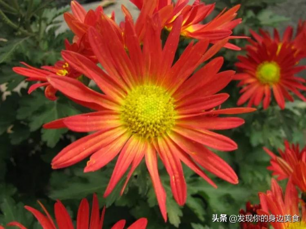 傲霜菊花奪人眼