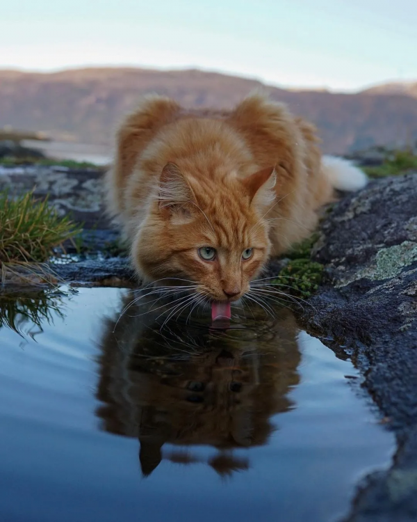出生不幸的小橘貓，愛上了戶外旅行，擺脫了十橘九胖的魔咒