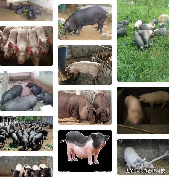 今後只有三種豬場（自有散養豬場）是可以長期保持穩定盈利的