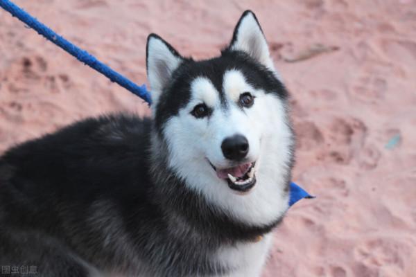 這幾種“大狗”，沒有被禁養，養了不違法