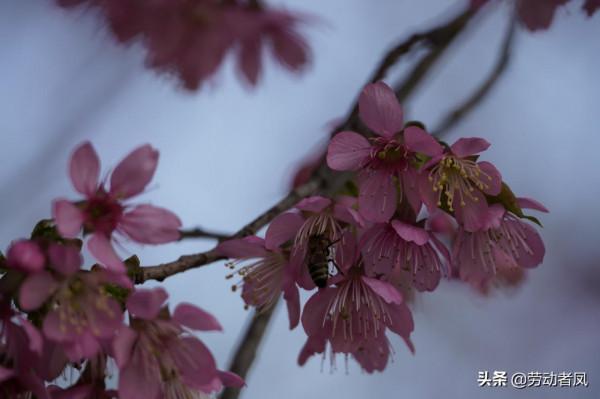 《小鳳用車生活》櫻花盛開，駕車自來