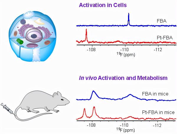 中科大附一院劉揚中、唐麗琴團隊創新順鉑前藥活化與代謝研究方法 中科大附一院劉揚中、唐麗琴團隊創新順鉑前藥活化與代謝研究方法