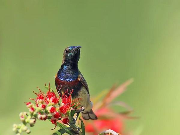 分享圖片一紫喉花蜜鳥 特別罕見珍貴的小鳥