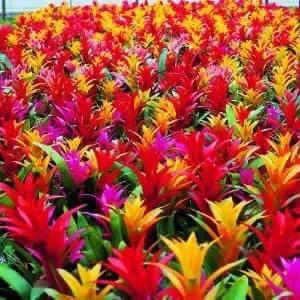 花亦草來草亦花 花亦草來草亦花