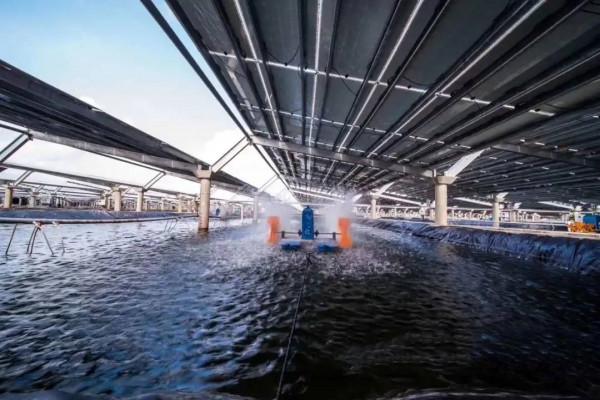 一邊養魚一邊發電，中國建亞洲最大水上發電站，18個鳥巢面積大小