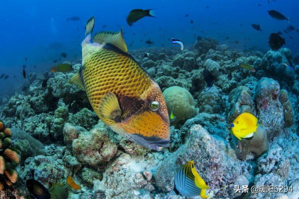 美麗的海底，難得一見的珊瑚王國
