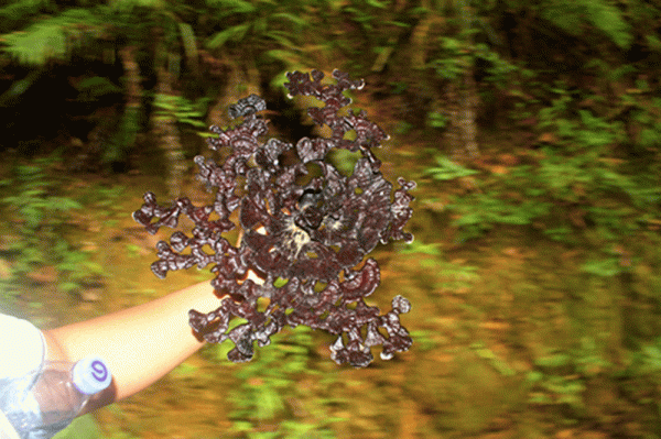 小記遊學高峰森林公園:研學路辨中草藥材,訪靈芝谷看林下經濟 小記遊學高峰森林公園:研學路辨中草藥材,訪靈芝谷看林下經濟