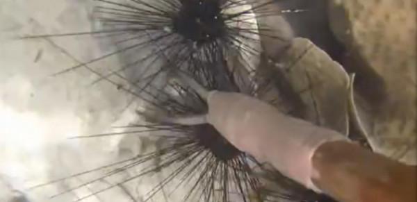 沒有國籍的巴瑤族:一輩子都在海上漂泊,捕魚能在水下憋氣10分鐘 沒有國籍的巴瑤族:一輩子都在海上漂泊,捕魚能在水下憋氣10分鐘