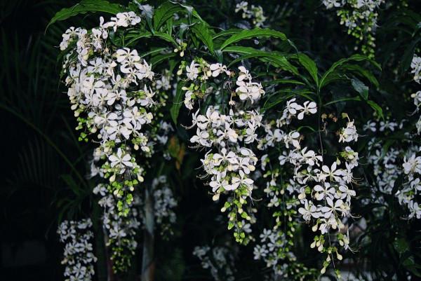 人到中年，適合養的10種花，省事省力不操心，花開滿盆寓意好