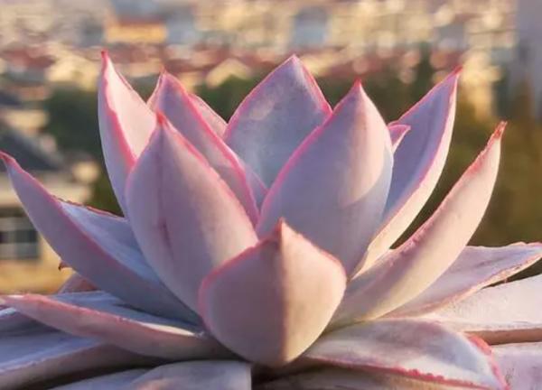 沒養過多肉界“三仙子”，怎知多肉也能飄逸靈動？這個秋季別錯過