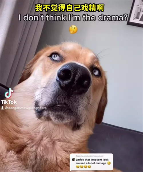 戲精狗子裝病騙取主人關心，寵物界如果有奧斯卡，它一定能獲獎