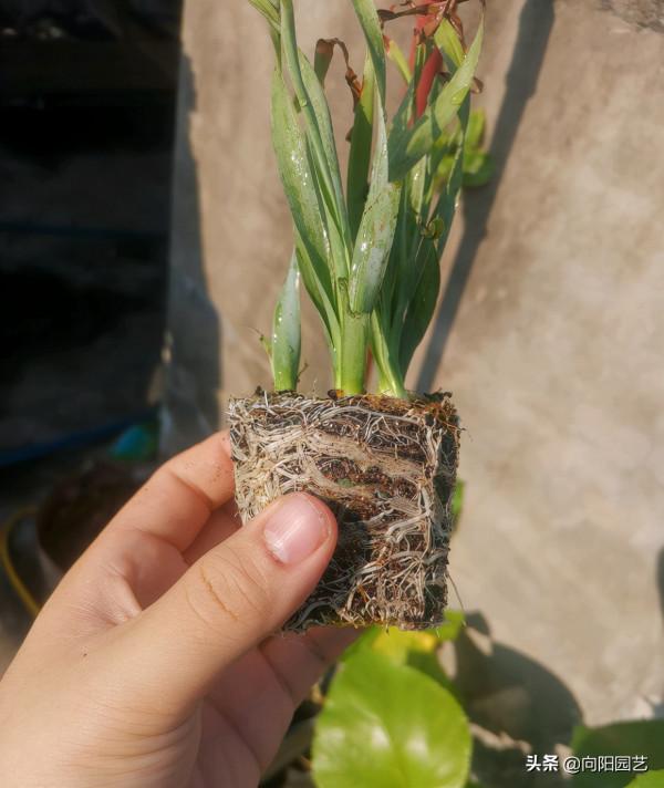 蒜瓣大的多肉,1棵就要60,你不瞭解的彈簧草,也是多肉的一種 蒜瓣大的多肉,1棵就要60,你不瞭解的彈簧草,也是多肉的一種