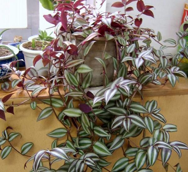 公認的“12種耐陰花”，有點散光就能長，花葉俱美有格調