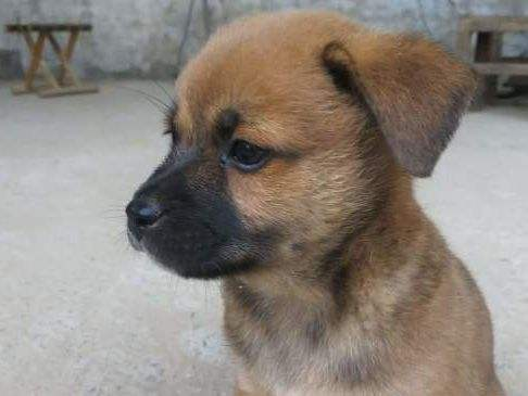 透過核磁共振掃描,科學家判斷,狗子能區分本國話和外語 透過核磁共振掃描,科學家判斷,狗子能區分本國話和外語