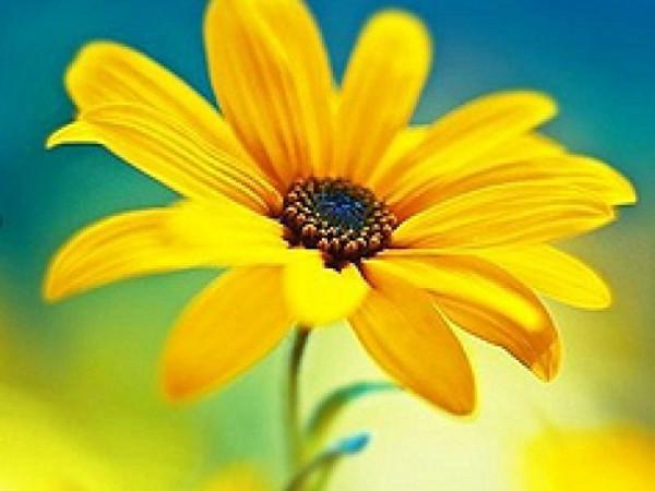 對不起，小八哥鳥崽崽，我沒能將你放飛