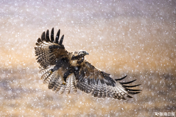 藏野驢、草原雕、藏狐在這裡!鏡頭裡的祁連山國家公園動物世界 藏野驢、草原雕、藏狐在這裡!鏡頭裡的祁連山國家公園動物世界