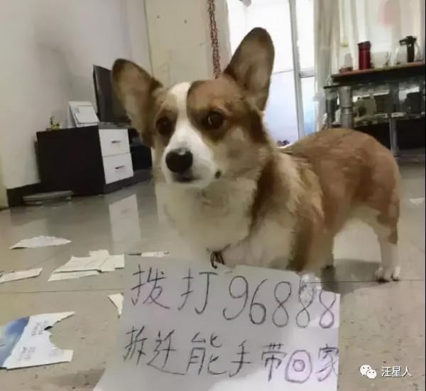 妹子養了一隻超萌的金毛寶寶,但幾個月後……怎麼變“哈士奇”了 妹子養了一隻超萌的金毛寶寶,但幾個月後……怎麼變“哈士奇”了