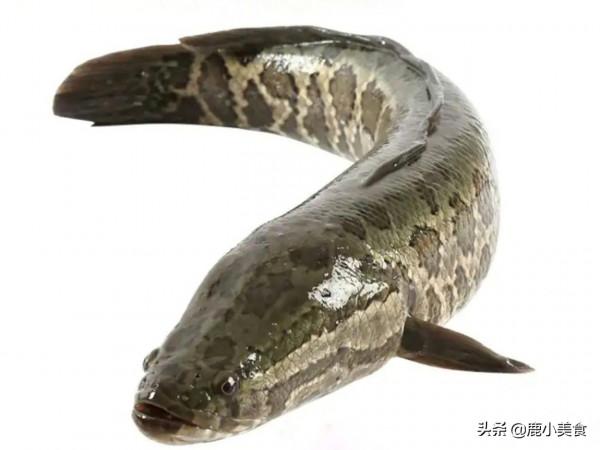 冬季最值得吃的5種魚,尤其帶魚,營養肉肥刺少,適合小孩多吃 冬季最值得吃的5種魚,尤其帶魚,營養肉肥刺少,適合小孩多吃