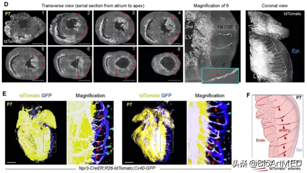 周斌&sol;駱清銘合作揭示哺乳動物新生期心臟冠狀動脈生成新機制