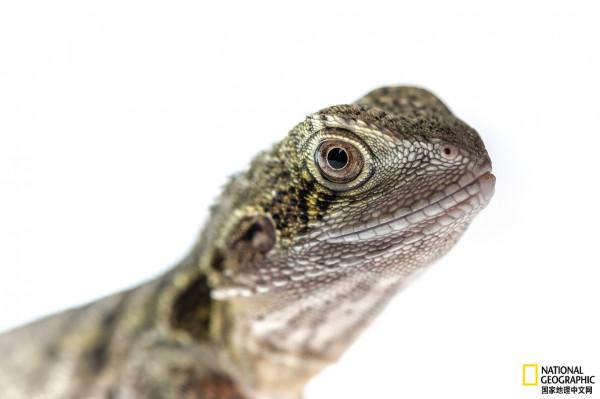 澳大利亞松果蜥：非法寵物交易危機