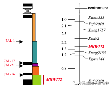 野生二粒小麥抗白粉病基因MlIW172