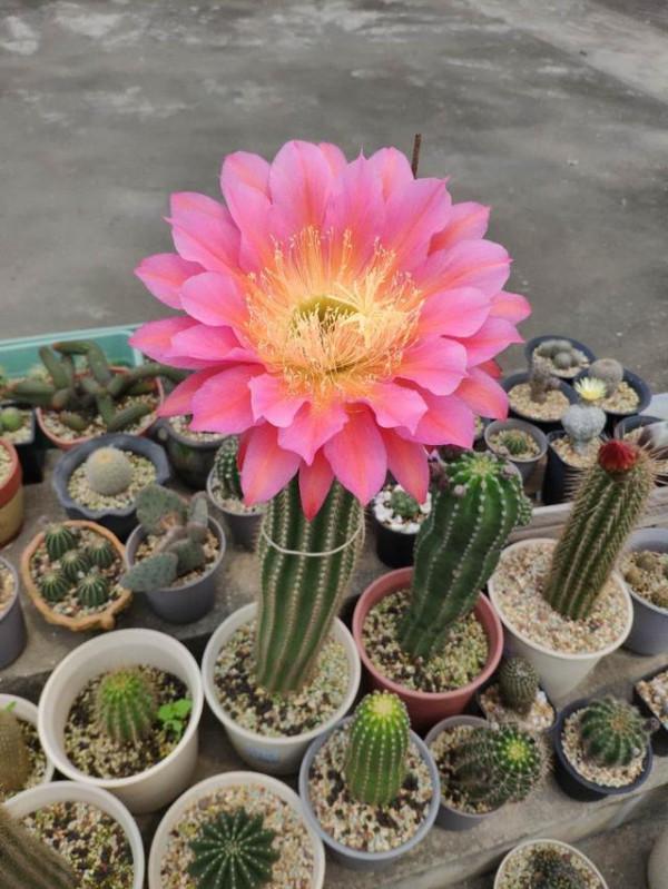 6種&OpenCurlyDoubleQuote;增值花&rdquo;，丟牆角不管它，也能長成&OpenCurlyDoubleQuote;花大樹&rdquo;，越養越富