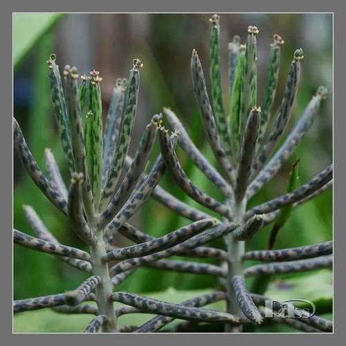 景天科、伽藍菜屬常見多肉植物有哪些？