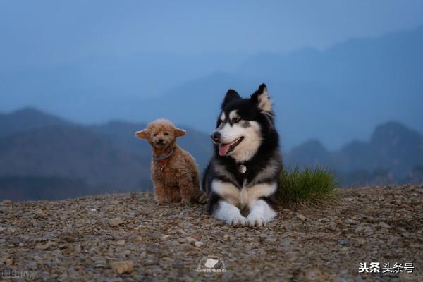 如何領養寵物,領養寵物必須知道的幾件事 如何領養寵物,領養寵物必須知道的幾件事