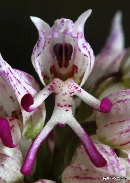 自然界中的奇花異草，看看你見過幾種？