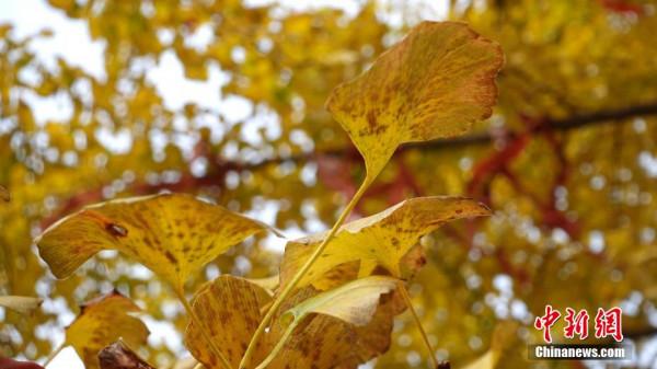 湖北武當山：秋染仙山美如畫