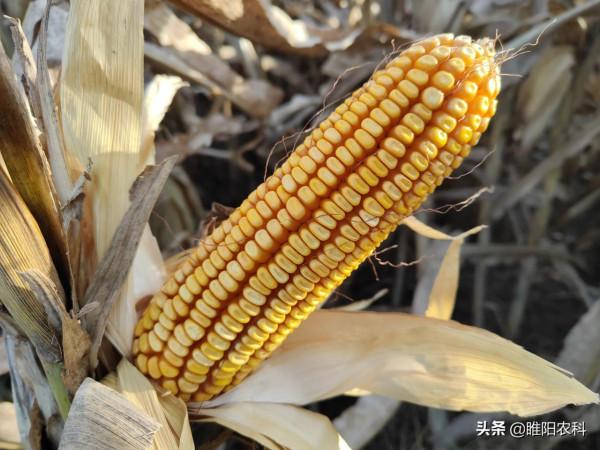 平均畝產2650斤,這個耐密型玉米種,高抗鏽病和青枯病 平均畝產2650斤,這個耐密型玉米種,高抗鏽病和青枯病