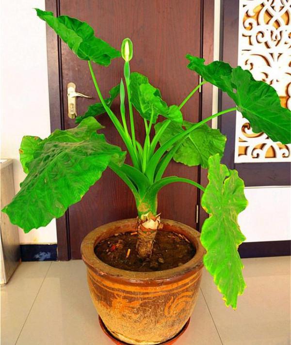 越漂亮的花越“有毒”！快來認識這12種大毒花，漲“知識”不吃虧