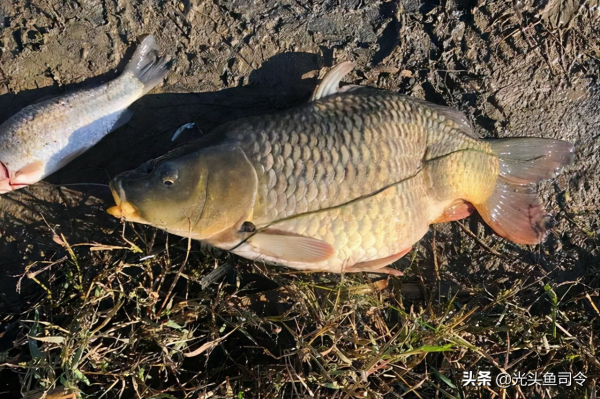 北京釣友釣條大鯉魚,魚尾彎曲如麻花!神評:它在學瑜伽? 北京釣友釣條大鯉魚,魚尾彎曲如麻花!神評:它在學瑜伽?