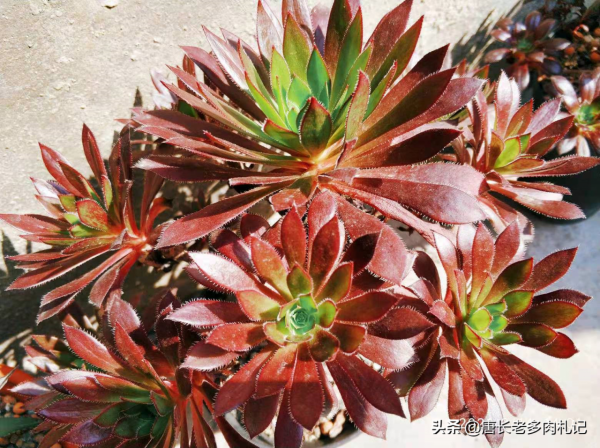 春天法師多肉該美了，養護不操心，顏色還好看的紅酒法師你養沒？