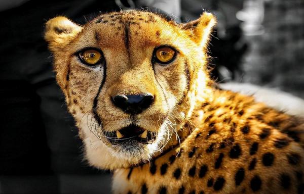 8個顛覆你認知的動物冷知識，超級有趣