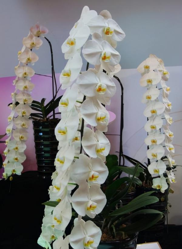 蘭花：部分種類圖鑑