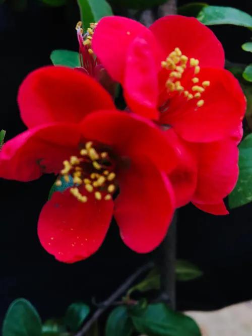 夏花絢爛的刺梅花綻放了