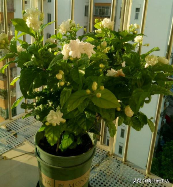 “人養花，花也養人”，6種吉祥花，開花美麗，“養人”又旺家