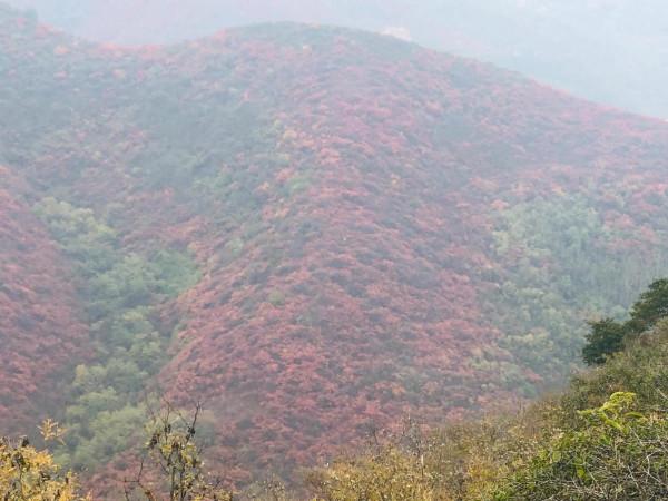 深秋登高望紅葉 深秋登高望紅葉