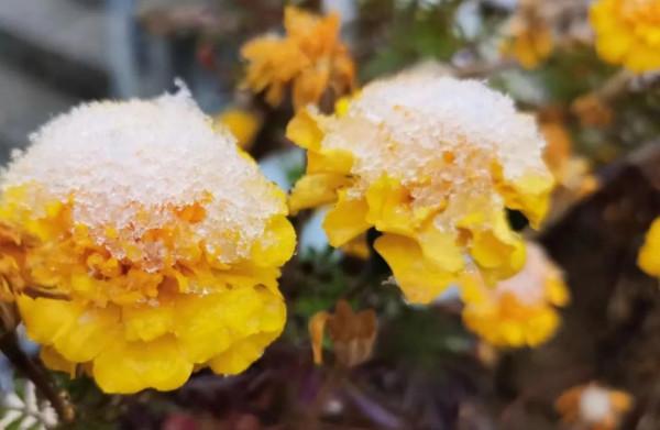 雪天遊盤山 雪天遊盤山