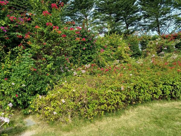 百看不厭的市花公園，不只有三角梅花，還有動物呦