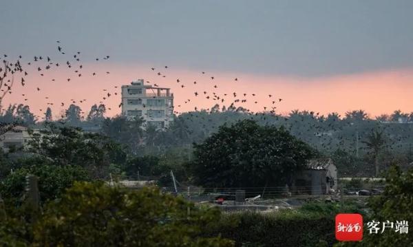 海南越冬水鳥調查:出門“自帶飯勺”的小傢伙現身啦 海南越冬水鳥調查:出門“自帶飯勺”的小傢伙現身啦