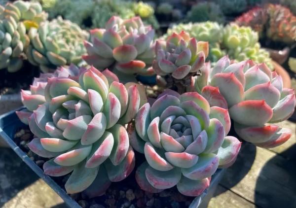 一年一度曬秋時,一年一度曬肉時 一年一度曬秋時,一年一度曬肉時