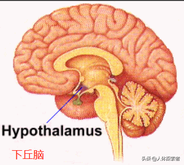 闢謠:喝水越多尿越多,腎臟的壓力會變大,多喝水會傷到腎臟? 闢謠:喝水越多尿越多,腎臟的壓力會變大,多喝水會傷到腎臟?