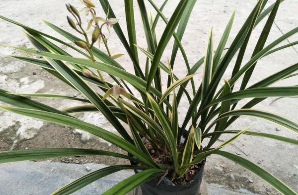 養蘭花，冬季就選黃金彩虹，開花美，香味濃郁，漂亮好活