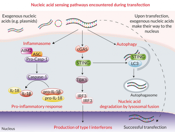 核酸轉染增強劑&mdash;&mdash;NATE&trade;